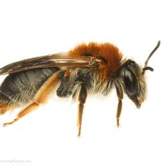 MYN Andrena haemorrhoa 